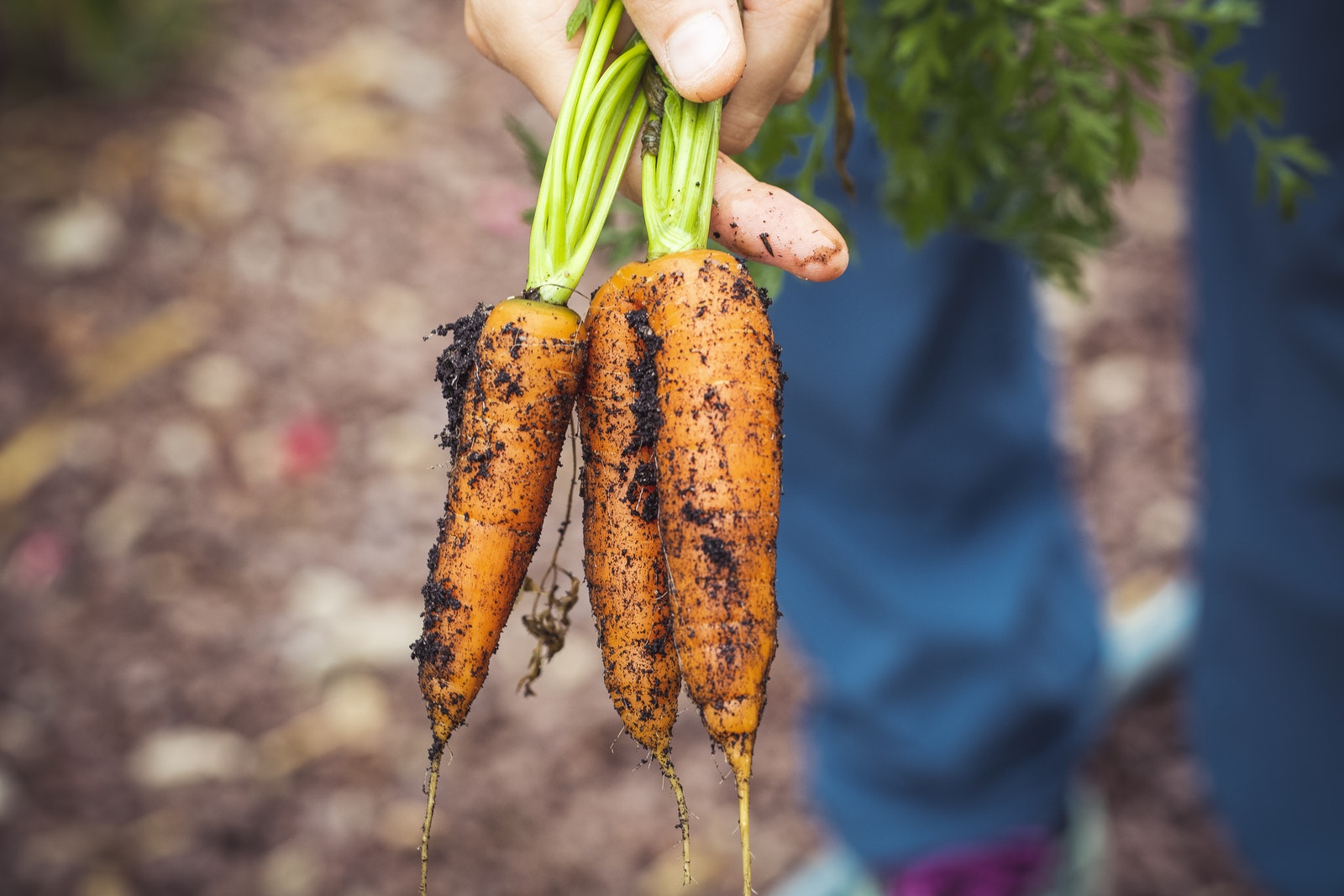 Person Holding Brown and Green Vegetable