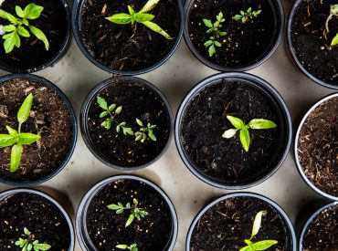 green leafed seedlings on black plastic pots