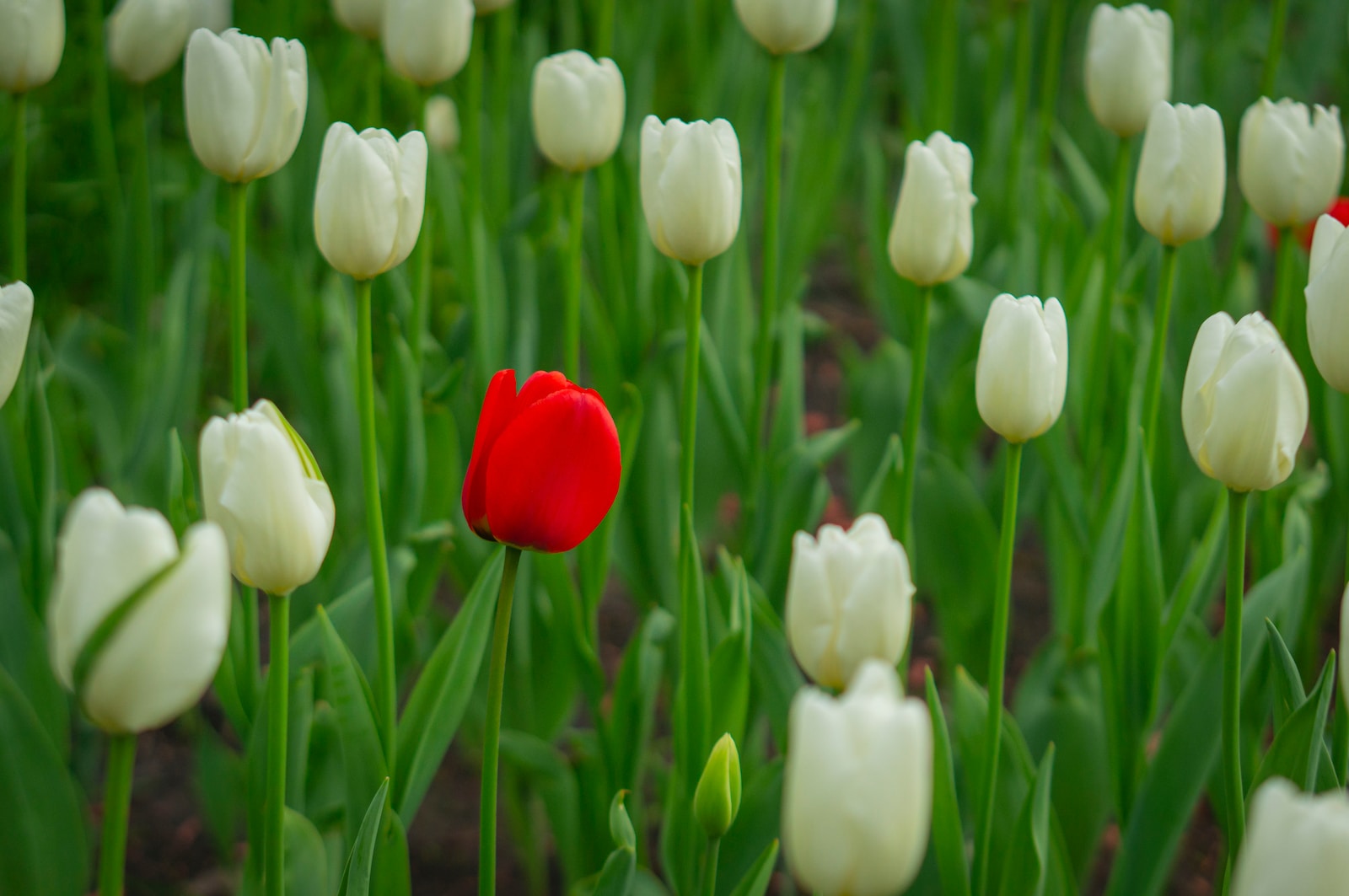 a red and white tulip in a field of white tulips
