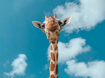brown giraffe under blue sky during daytime