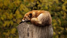 fox, sleeping, resting