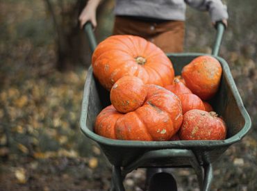 Person in Gray Long Sleeve Shirt Pushing Wheelbarrow with Pumpkins