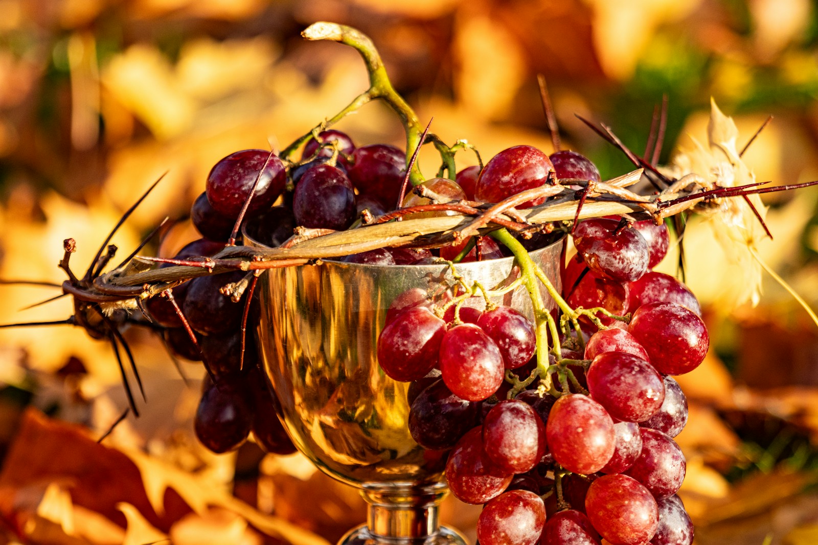 A glass of wine and a bunch of grapes