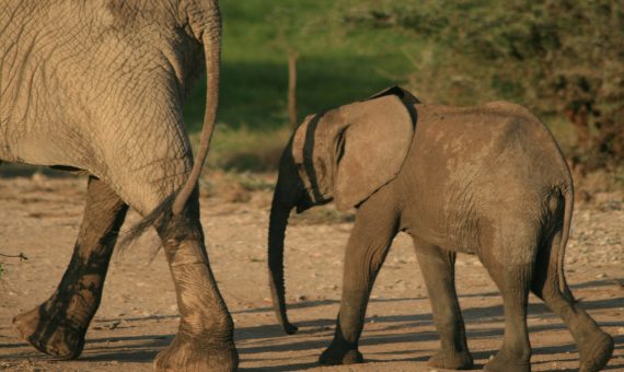 two grey walking elephants