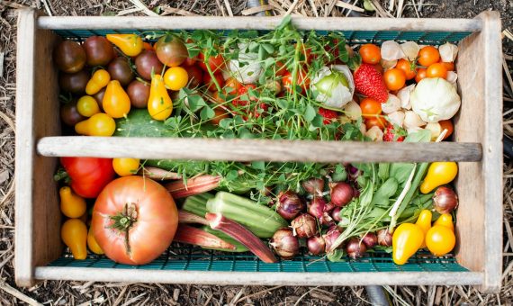 yellow and red tomatoes on green plastic crate