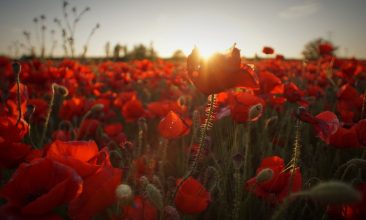 field of red flowers during golden hour