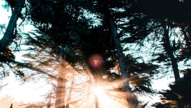 crepuscular rays beyond trees under blue sky