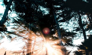 crepuscular rays beyond trees under blue sky