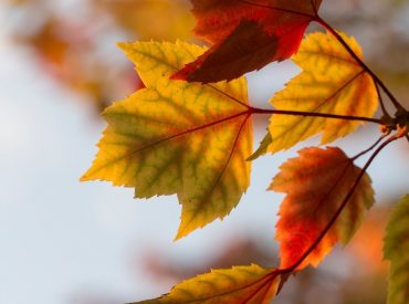 selective focus photography of orange leaves