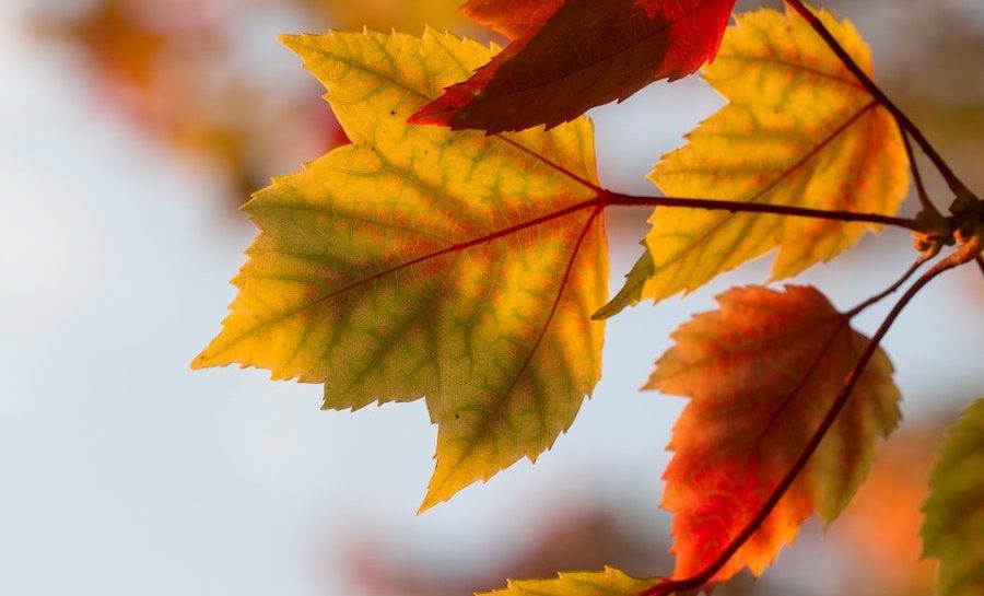 selective focus photography of orange leaves