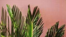 green palm plant in close up photography