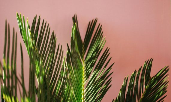 green palm plant in close up photography