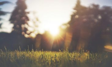 scenery of grass and trees