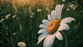 white daisy flowers