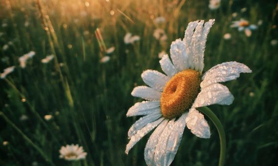 white daisy flowers