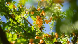 green and yellow round fruits on tree during daytime