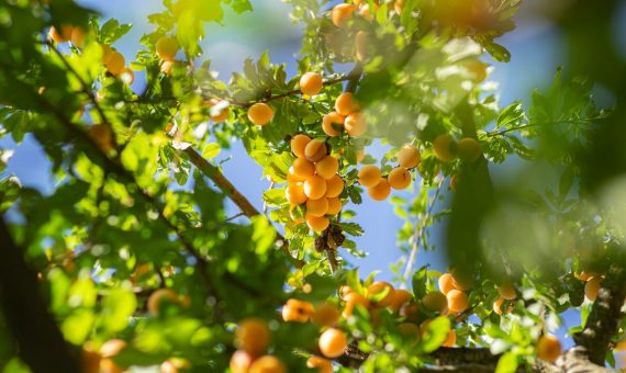 green and yellow round fruits on tree during daytime