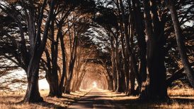 road through woods