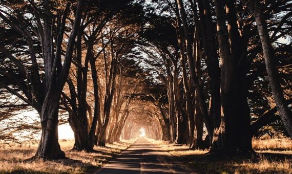road through woods
