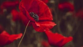 red-petaled flowers