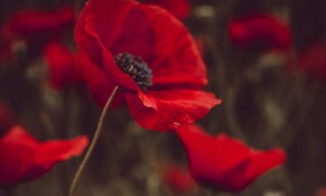 red-petaled flowers