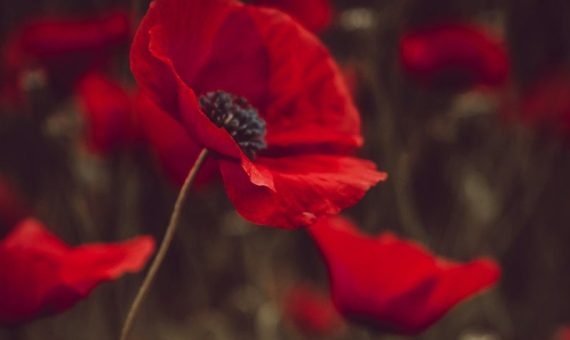 red-petaled flowers